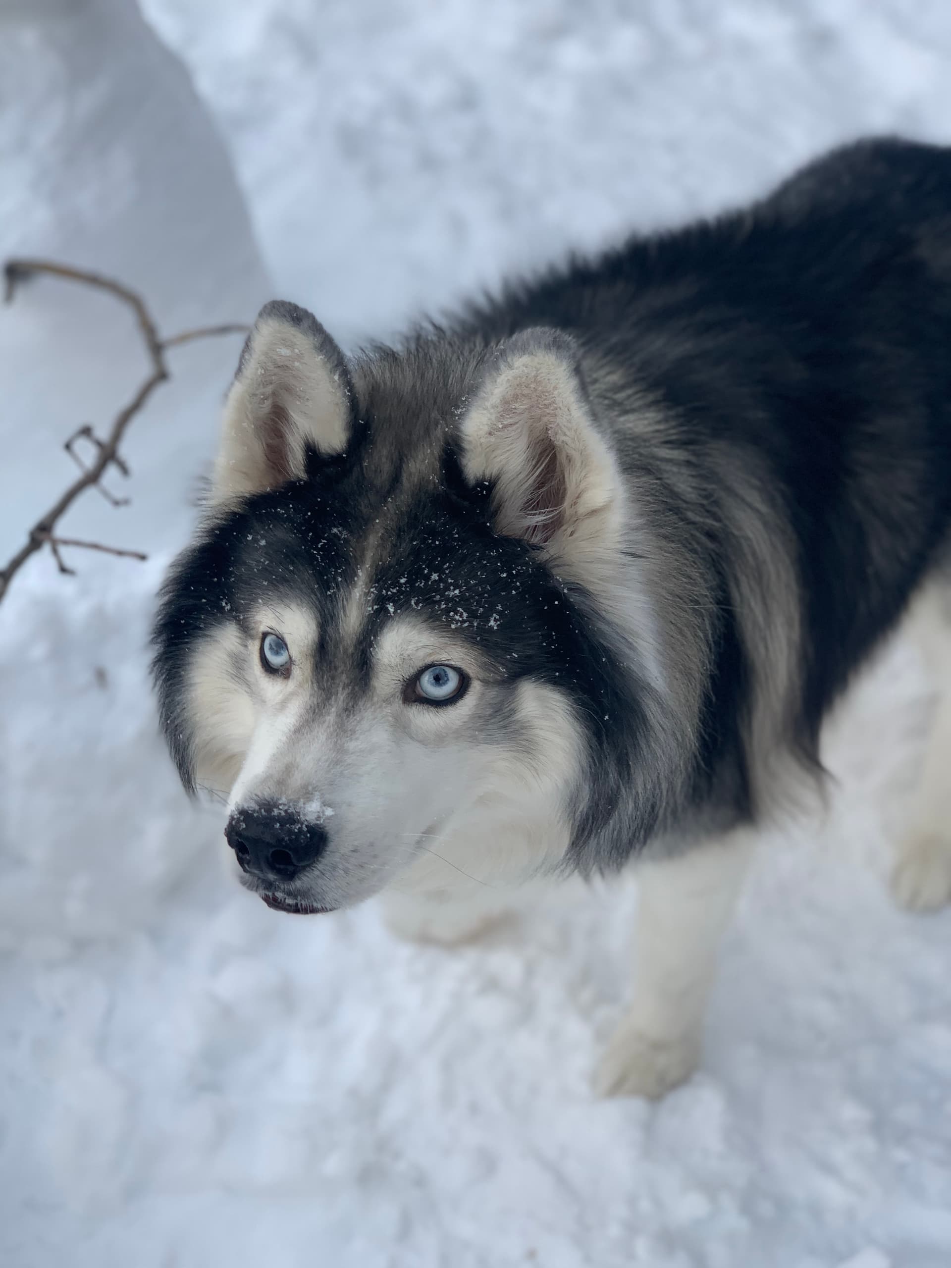 Bane - In loving memory